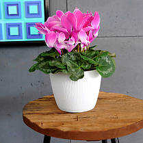 Горщик пластмасовий MAGNOLIA JUMPER гірчичний 22см., фото 5