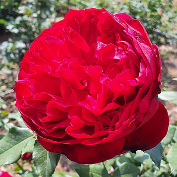 Адмірал (Admiral ®)