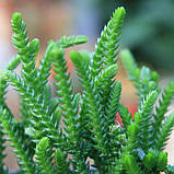 Красула плауновидна, Crassula muscosa (Rattail crassula), фото 3