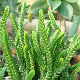 Красула плауновидна, Crassula muscosa (Rattail crassula), фото 4