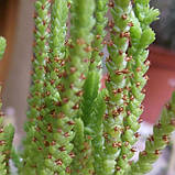 Красула плауновидна, Crassula muscosa (Rattail crassula), фото 5