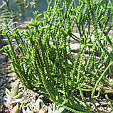 Красула плауновидна, Crassula muscosa (Rattail crassula), фото 2