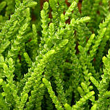 Красула плауновидна, Crassula muscosa (Rattail crassula), фото 6