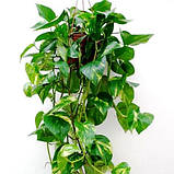 Сциндапсус золотистий, Scindapsus aureus, фото 2