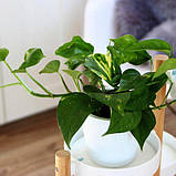 Сциндапсус золотистий, Scindapsus aureus, фото 6