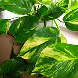 Сциндапсус золотистий, Scindapsus aureus, фото 4