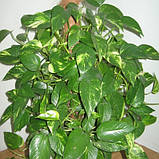 Сциндапсус золотистий, Scindapsus aureus, фото 3