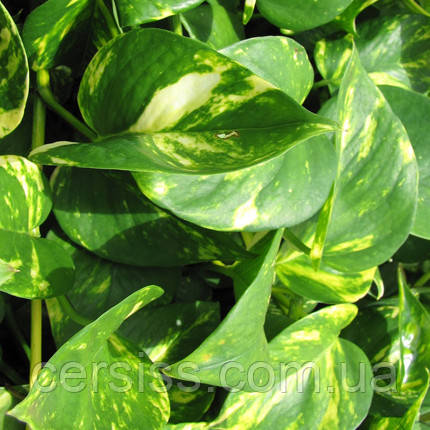 Сциндапсус золотистий, Scindapsus aureus, фото 1