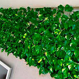 Сциндапсус золотистий, Scindapsus aureus, фото 5