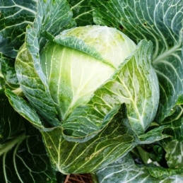 Насіння капусти Бірюза (Satimex, Німеччина), фото 1