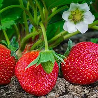 Саджанці ремонтантних сортів полуниці