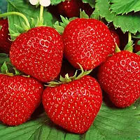 Великоплідні сорти полуниці