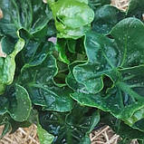 Філодендрон Атом Thaumatophyllum bipinnatifidum Atom, фото 7
