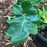 Філодендрон Атом Thaumatophyllum bipinnatifidum Atom, фото 6