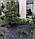 Агроволокно Agreen 50 чорне (1,07 х 100 м), агроволокно мульчуюче, фото 6