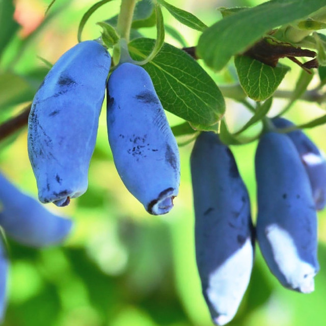 ᐉ Купить саженцы жимолости съедобной в Украине - Интернет магазин DREVO