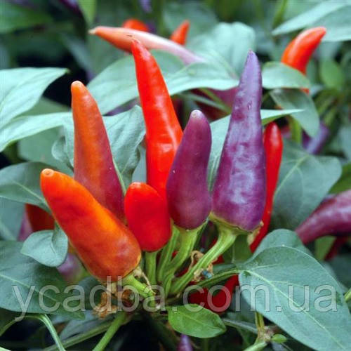 Насіння перцю гострого Червона ракета (0.15г), фото 1