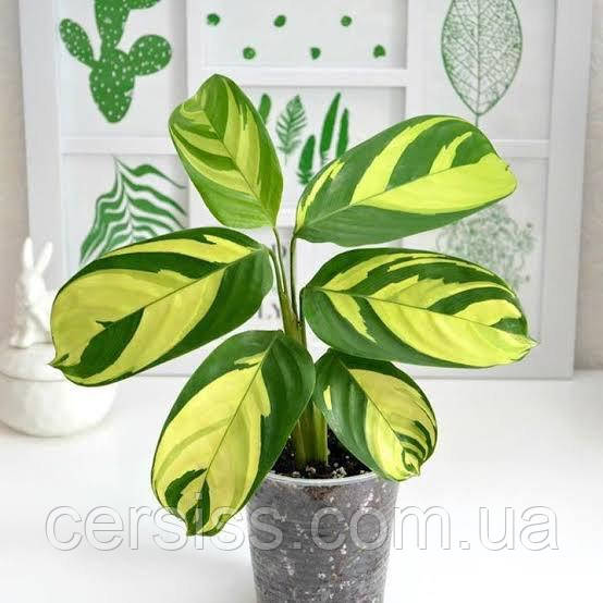 Купити Калатея Лубберса, Calathea lubbersii, ціна 250 грн - Prom.ua (ID ...