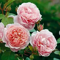 Англійські троянди