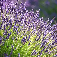 Саджанці лаванди