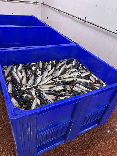 Пластиковый контейнера для рыбы 120*100*74 см., цена 11367.74 грн ...