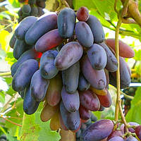 Безкісточкові (кишмишні) сорти винограду
