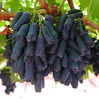 Безкісточкові (кишмишні) сорти винограду
