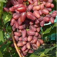 Столові сорти винограду