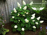 Hydrangea quercifolia 'Snow Queen', Гортензія дуболиста 'Сноу Квін',30-40 см,C3.6 - горщик 3,6л, фото 2