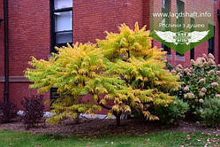 Rhus typhina 'Tiger Eyes', Сумах пухнасть (оленеріг) 'Тайгер Айз',40см,C3.6 — гірник 3,6 л