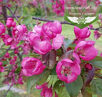 Malus toringo 'Scarlett', Яблуня торінго 'Скарлет',80-100см,C12 - горщик 12л