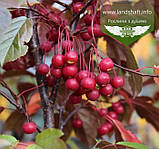 Malus toringo 'Scarlett', Яблуня торінго 'Скарлет',80-100см,C12 - горщик 12л, фото 5