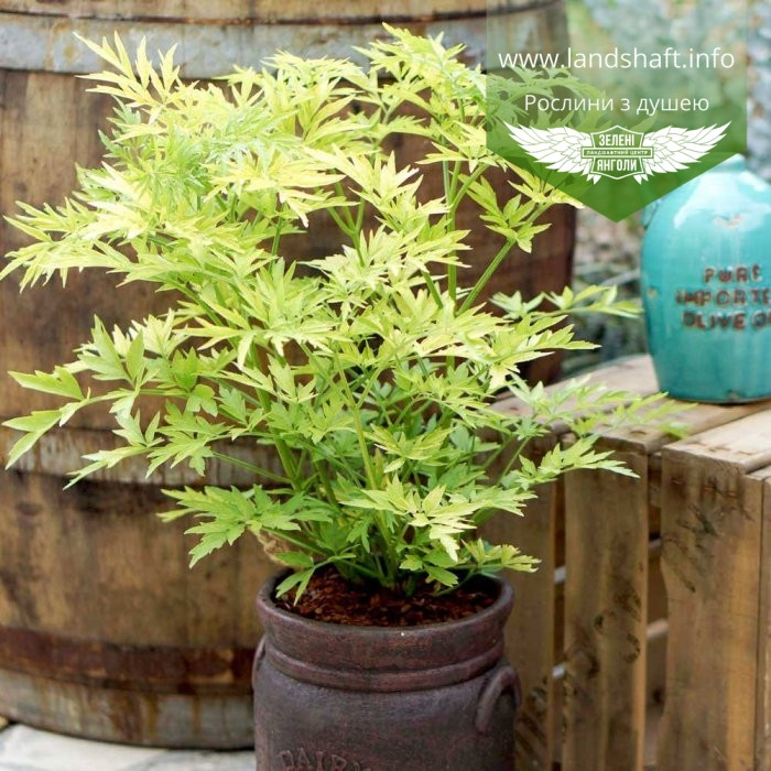 Sambucus Nigra 'Golden Tower', Бузина Чорна 'Голден Тауер',P10.5 ...