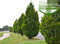 Carpinus betulus 'Fastigiata', Граб звичайний 'Фастігіата',C4 - горщик 4л,Н125+ см