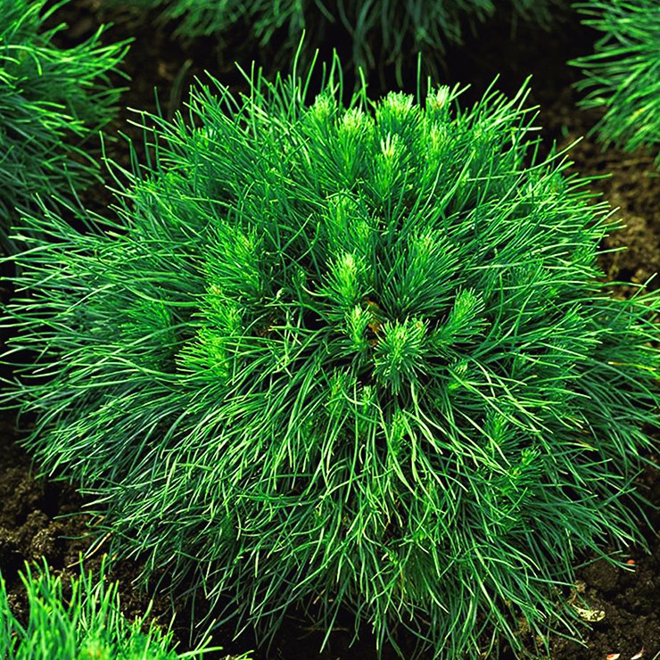 Сосна гірська Варелла / Р14 / h 15-20 / Pinus mugo Varella