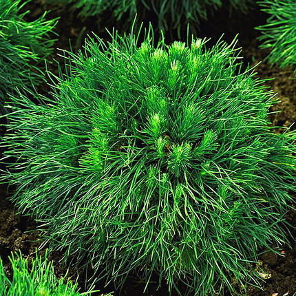 Сосна гірська Варелла / С5 / h 20-30 / Pinus mugo Varella, фото 2