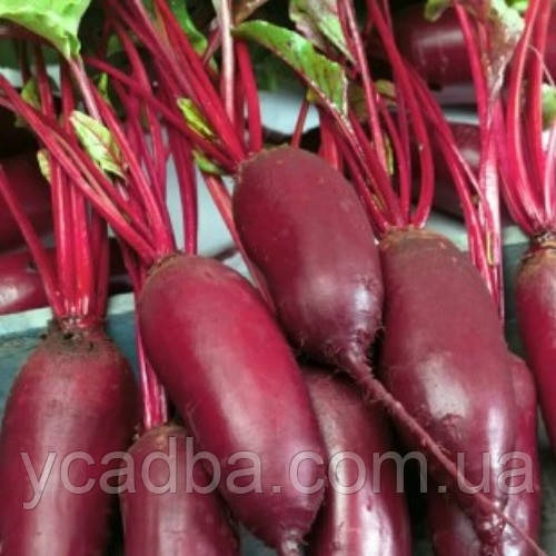 Насіння Буряка Циліндра (3г)