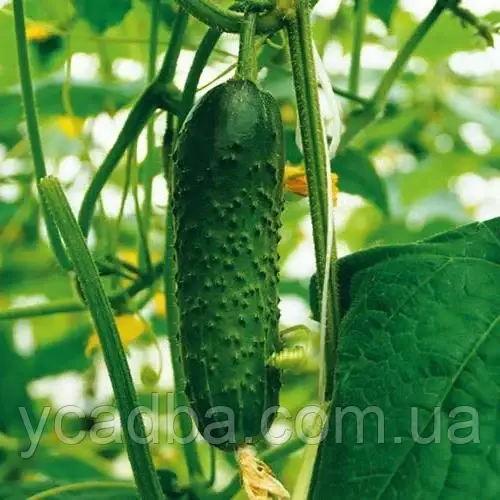 Насіння Огірка Джерело (1г), фото 1