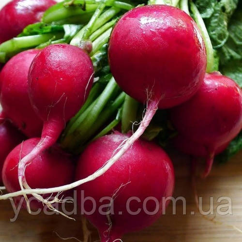 Насіння Редісу Гравець (3г)
