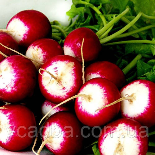 Насіння Редісу КБК (3г), фото 1