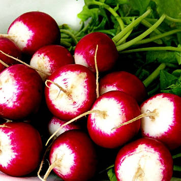 Насіння Редісу КБК (3г)