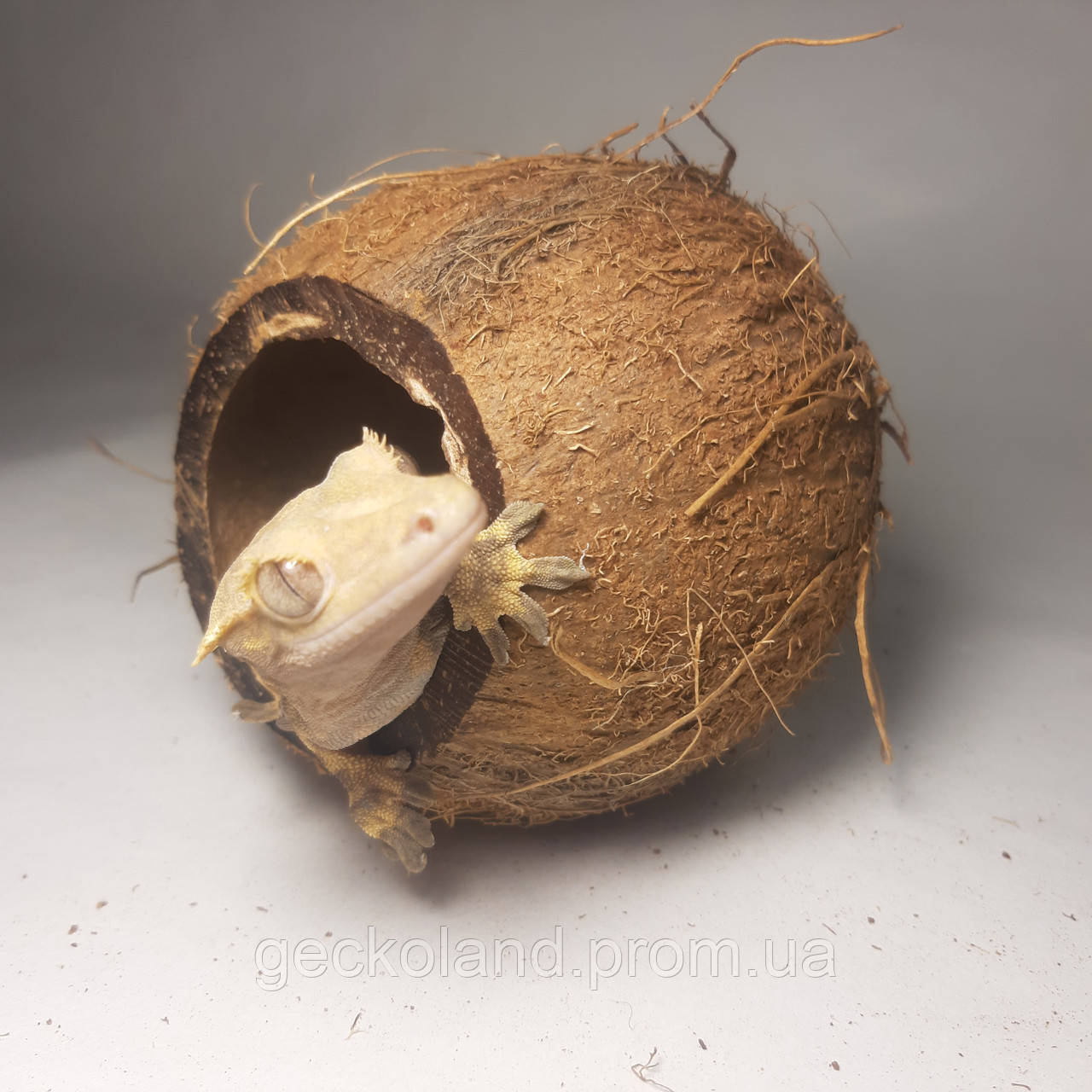 Укрытие из кокоса декорация в террарим для рептилий - фото 4 - id-p1763185674