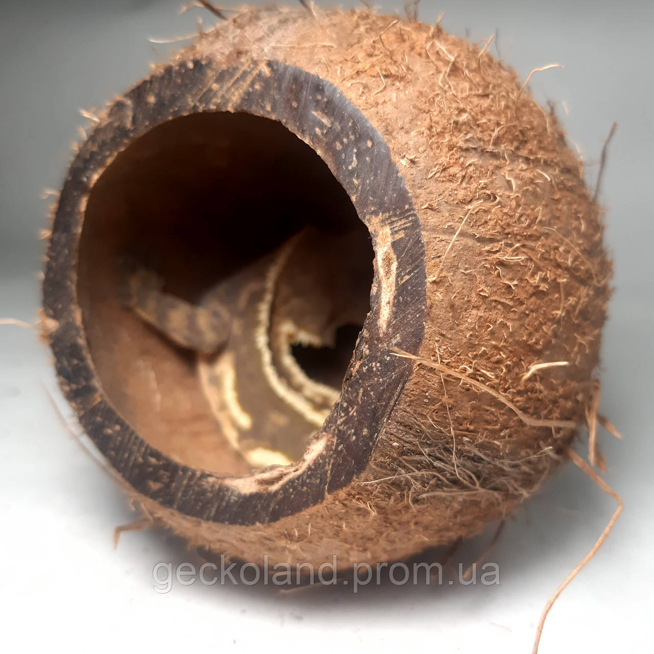 Укрытие из кокоса декорация в террарим для рептилий - фото 1 - id-p1763185674