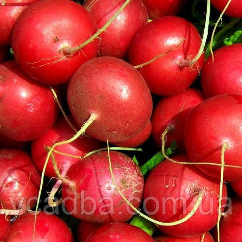 Насіння Редісу Сакса-Нова (3г), фото 1