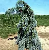 Ялина колюча Glauca Pendula на штамбі 1,2-1.4м, Ель колючая Глаука Пендула штамб, Picea pungens Glauca Pendula, фото 7