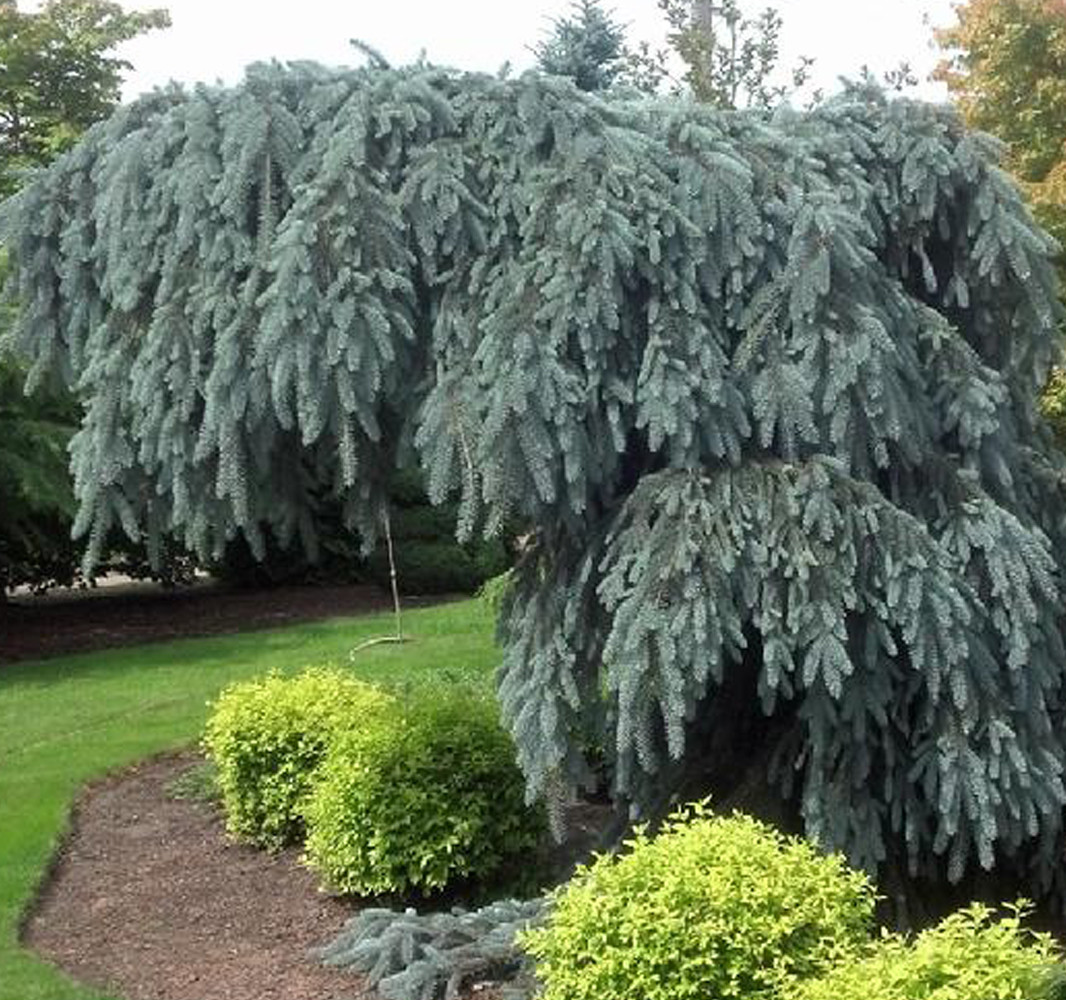 Ялина колюча Glauca Pendula на штамбі 1,2-1.4м, Ель колючая Глаука Пендула штамб, Picea pungens Glauca Pendula