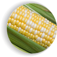 Сахарная сладкая кукуруза Мраморная биколор Мнагор 100 000 семян на 1,8 га, раннеспелые семена сахарной