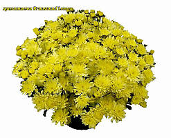 Хризантема Bransound Lemon (Брансаунд Лемон). Мультифлора розсада