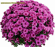 Хризантема Bransound Purple (Брансаунд Фіолетовий). Мультифлора  розсада