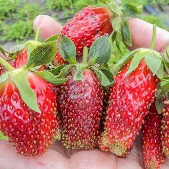 Полуниця "Знахідка"(середній термін), фото 1